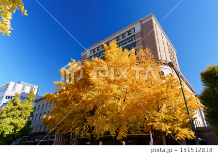 紅葉シーズンの横浜・日本大通りのイチョウ並木 131512818