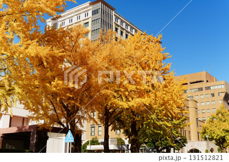 紅葉シーズンの横浜・日本大通りのイチョウ並木 紅葉シーズンの横浜・日本大通りのイチョウ並木 131512821