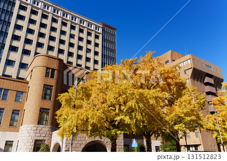 紅葉シーズンの横浜・日本大通りのイチョウ並木 131512823