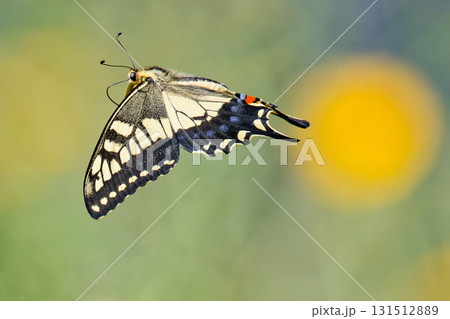ひらひらと飛ぶキアゲハ ひらひらと飛ぶキアゲハ 131512889