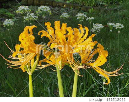 珍しい黄色の彼岸花 珍しい黄色の彼岸花 131512955
