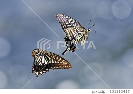 河原を二頭で飛ぶナミアゲハ 131513417