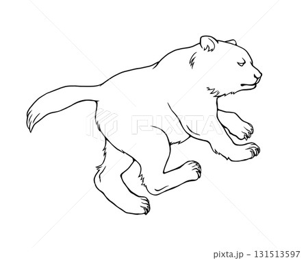 おおぐま座の熊の線画イラスト 131513597