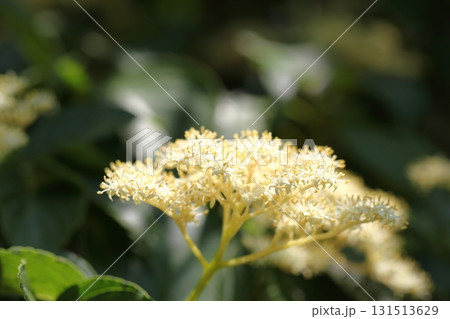クマノミズキの花 クマノミズキの花 131513629