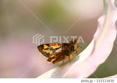 キマダラセセリとユリの花 131513630