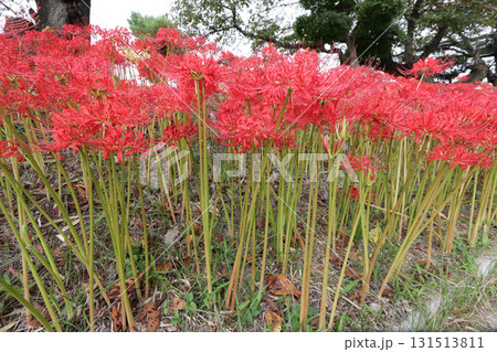 彼岸花の群生 131513811