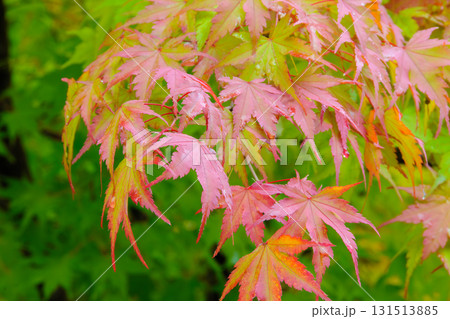 紅葉したモミジの葉 紅葉したモミジの葉 131513885