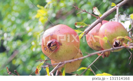 もうすぐ食べごろの柘榴の実 131514168