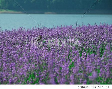 夏の北海道南富良野　かなやま湖 ラベンダー園 131514223