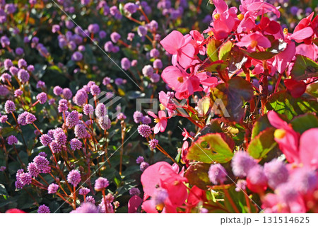 ヒメツルソバとベゴニアの花畑 ヒメツルソバとベゴニアの花畑 131514625