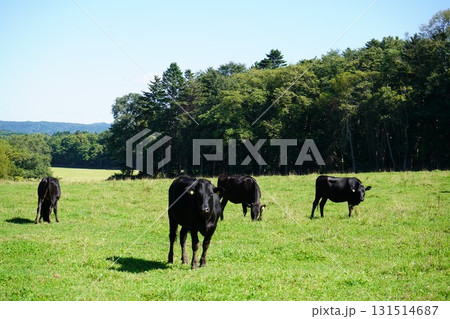 のどかに草を食む牛 131514687