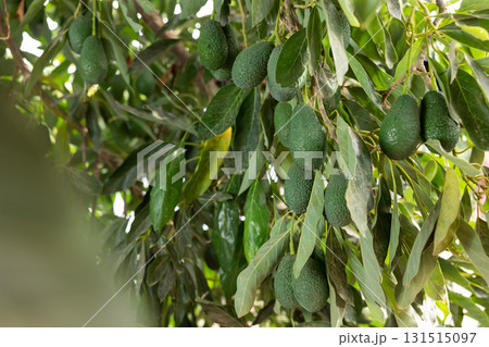 Green avocados hanging on leafy tree Green avocados hanging on leafy tree 131515097