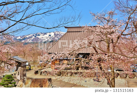 新潟県南魚沼市六日町銭淵公園の桜 新潟県南魚沼市六日町銭淵公園の桜 131515163