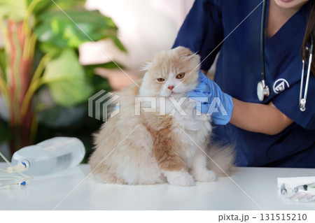 Veterinary care. A veterinarian preparing a cat for a medical procedure. Veterinary care. A veterinarian preparing a cat for a medical procedure. 131515210