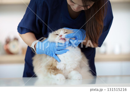 Veterinary care. A veterinarian examining a cat's teeth with gentle hands. 131515216