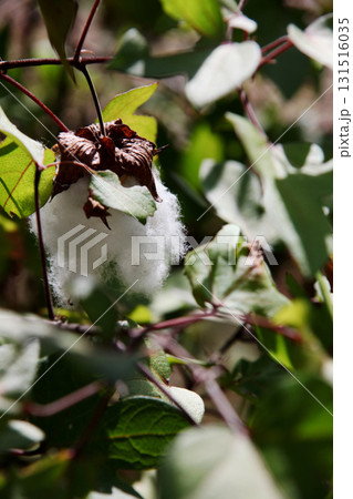 綿の木 131516035