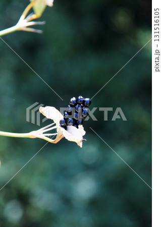 ヌバタマの実 131516105