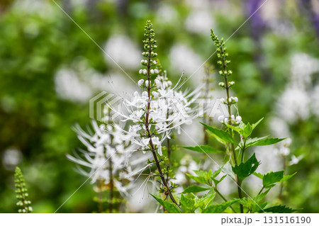 ネコノヒゲ Cat’s Whiskers ネコノヒゲ Cat’s Whiskers 131516190