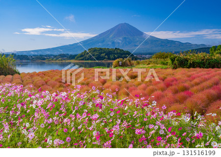 【山梨県】秋の河口湖大石公園・満開のコスモスとコキアの向こうに富士山 【山梨県】秋の河口湖大石公園・満開のコスモスとコキアの向こうに富士山 131516199