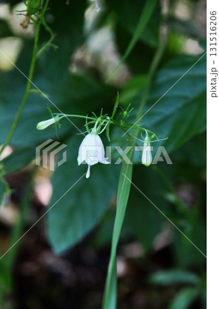 ツリガネニンジンの花 131516206