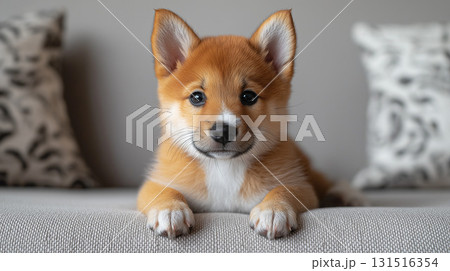 柴犬 柴犬 131516354