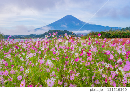 【山梨県】秋の河口湖大石公園・満開のコスモスの向こうに富士山 【山梨県】秋の河口湖大石公園・満開のコスモスの向こうに富士山 131516360