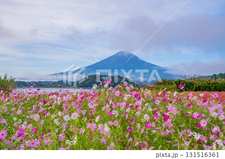 【山梨県】秋の河口湖大石公園・満開のコスモスの向こうに富士山 131516361