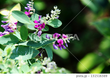 ハギの花 131516389