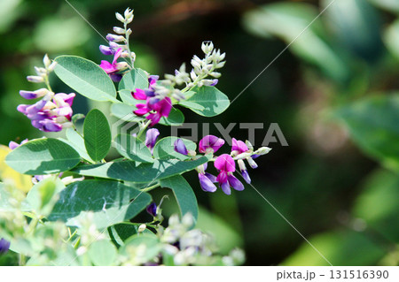 ハギの花 131516390