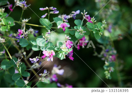 ハギの花 131516395