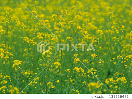 Material Dictionary Vol.94 Landscape of the Four Seasons and Peace. High quality photo Material Dictionary Vol.94 Landscape of the Four Seasons and Peace. High quality photo 131516481