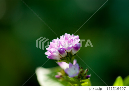 信濃川・やすらぎ堤の溝蕎麦(みぞそば) 131516497