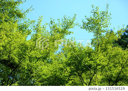 爽やか　青モミジの林 131516529