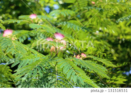 可愛い　ネムノキの花 131516531