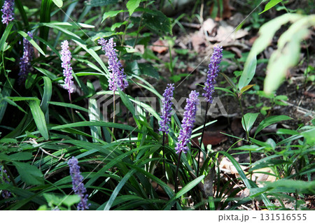 ヤブラン 131516555