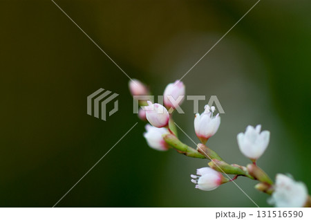 信濃川・やすらぎ堤の白花桜蓼(しろばなさくらたで) 131516590