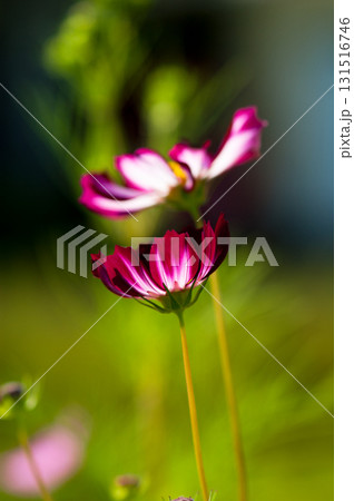 秋桜 131516746