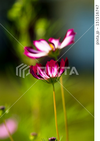 秋桜 131516747
