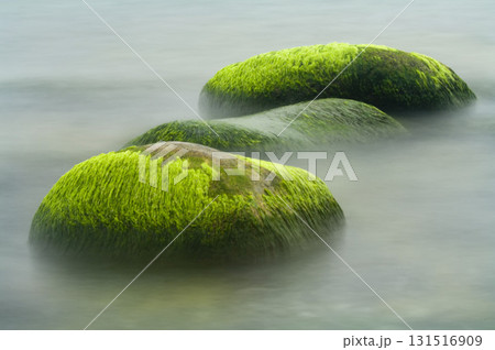 Stones with algae in the Baltic sea near the Island of Ruegen 131516909