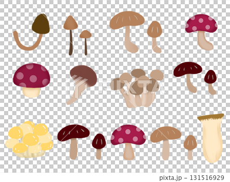 Various types of mushroom material set 131516929