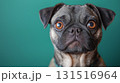 パグ 131516964