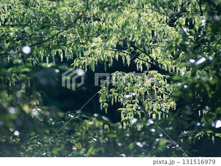 Dictionary of Materials Vol.146 Four Seasons. Japanese Flowers and Trees. High quality photo 131516979