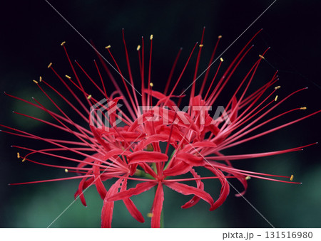 Dictionary of Materials Vol.146 Four Seasons. Japanese Flowers and Trees. High quality photo 131516980