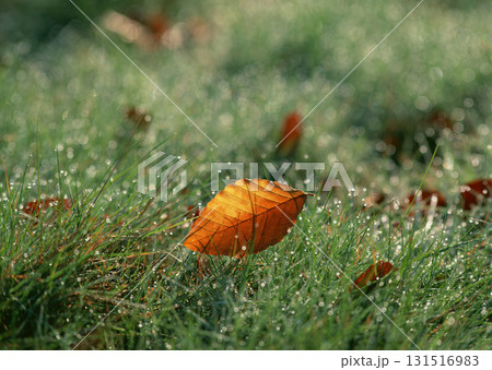 Dictionary of Materials Vol.146 Four Seasons. Japanese Flowers and Trees. High quality photo 131516983
