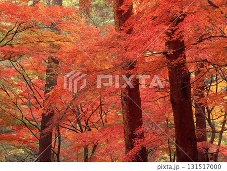 Dictionary of Materials Vol.146 Four Seasons. Japanese Flowers and Trees. High quality photo Dictionary of Materials Vol.146 Four Seasons. Japanese Flowers and Trees. High quality photo 131517000