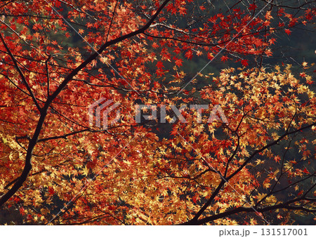 Dictionary of Materials Vol.146 Four Seasons. Japanese Flowers and Trees. High quality photo Dictionary of Materials Vol.146 Four Seasons. Japanese Flowers and Trees. High quality photo 131517001