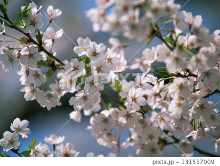 Dictionary of Materials Vol.146 Four Seasons. Japanese Flowers and Trees. High quality photo 131517009
