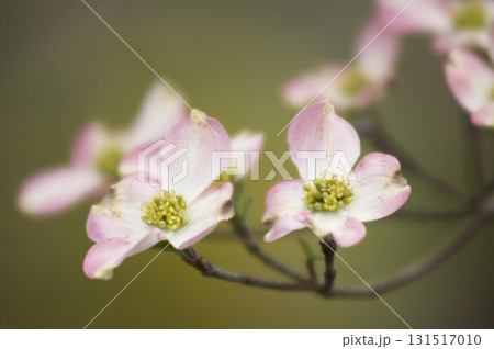 Dogwood blossoms. High quality photo Dogwood blossoms. High quality photo 131517010