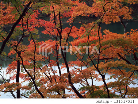 Dictionary of Materials Vol.146 Four Seasons. Japanese Flowers and Trees. High quality photo Dictionary of Materials Vol.146 Four Seasons. Japanese Flowers and Trees. High quality photo 131517011