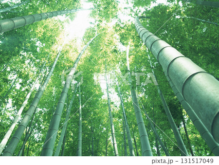 Dictionary of Materials Vol.146 Four Seasons. Japanese Flowers and Trees. High quality photo 131517049